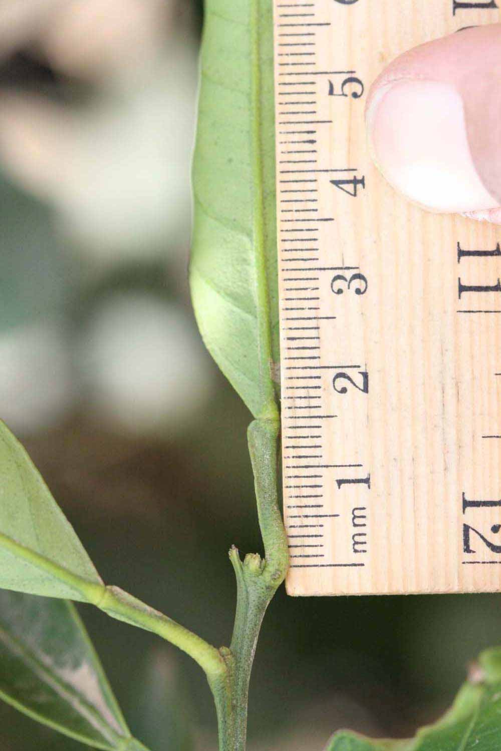              Unifoliolate leaf (Riverside, CA)       